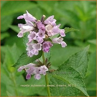 Nepeta subsessilis &#039;Sweet Dreams&#039; | Kattekruid, Kattenkruid