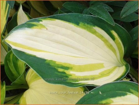 Hosta &#039;Color Festival&#039; | Hartlelie, Funkia