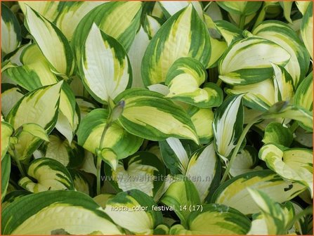 Hosta &#039;Color Festival&#039; | Hartlelie, Funkia