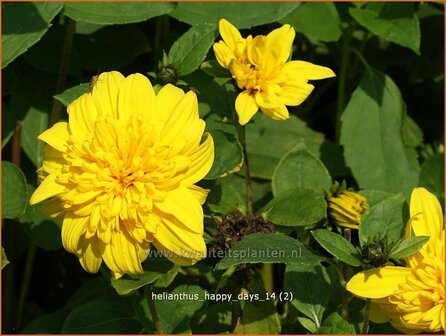 Helianthus &#039;Happy Days&#039; | Vaste zonnebloem