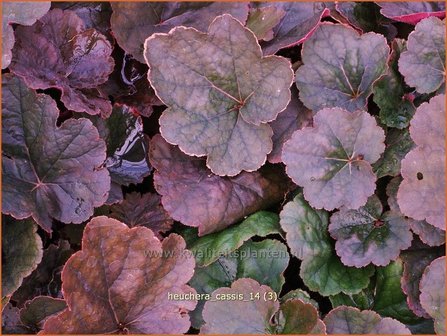 Heuchera &#039;Cassis&#039; | Purperklokje