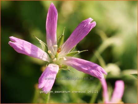 Geranium oxonianum &#039;Sherwood&#039; | Ooievaarsbek