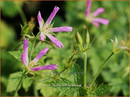 Geranium oxonianum &#039;Sherwood&#039; | Ooievaarsbek