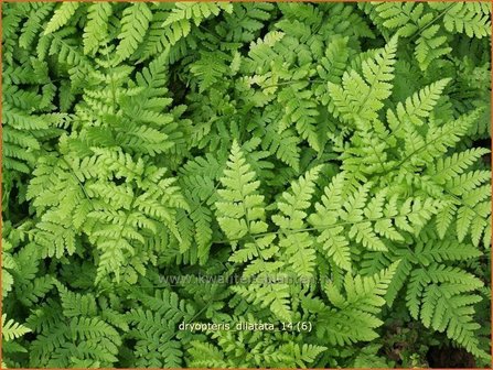 Dryopteris dilatata | Brede Stekelvaren