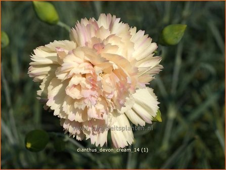 Dianthus &#039;Devon Cream&#039; | Anjer