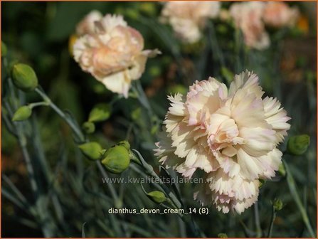 Dianthus &#039;Devon Cream&#039; | Anjer