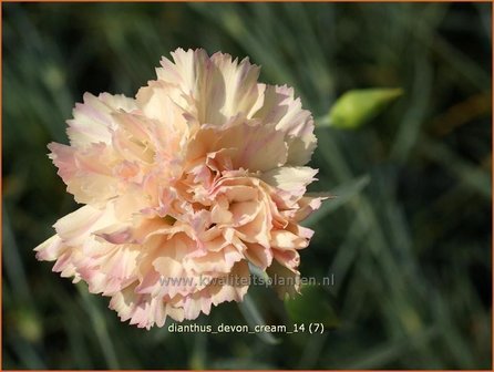 Dianthus &#039;Devon Cream&#039; | Anjer