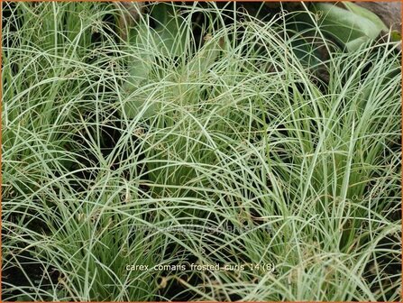 Carex comans &#039;Frosted Curls&#039; | Zegge