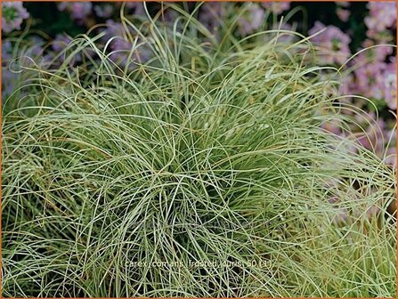 Carex comans &#039;Frosted Curls&#039; | Zegge