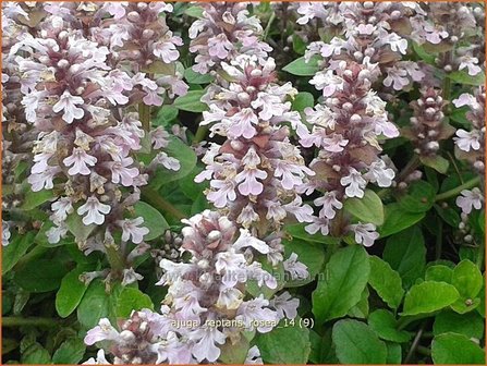 Ajuga reptans &#039;Rosea&#039; | Zenegroen