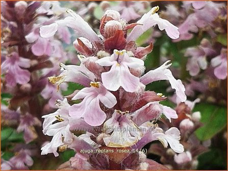 Ajuga reptans &#039;Rosea&#039; | Zenegroen