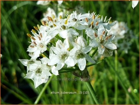 Allium tuberosum | Knoflookbieslook, Chinese bieslook, Look, Sierui | Schnittknoblauch