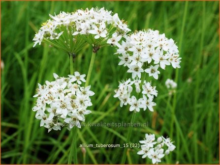 Allium tuberosum | Knoflookbieslook, Chinese bieslook, Look, Sierui | Schnittknoblauch