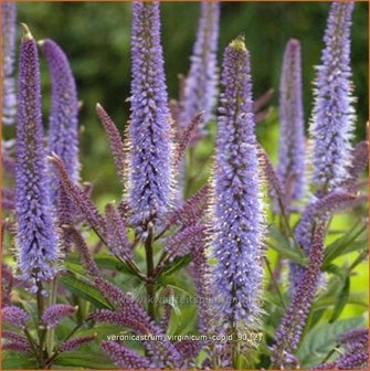 Veronicastrum virginicum &#039;Cupid&#039; | Virginische ereprijs