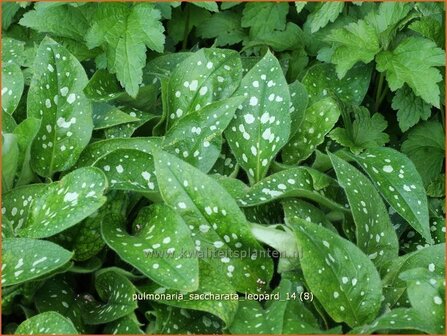 Pulmonaria saccharata &#039;Leopard&#039; | Longkruid