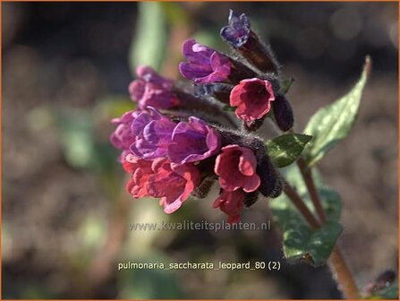 Pulmonaria saccharata &#039;Leopard&#039; | Longkruid