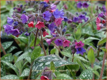 Pulmonaria saccharata &#039;Leopard&#039; | Longkruid