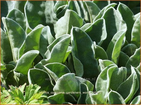 Lychnis coronaria &#039;Gardeners World&#039; | Prikneus