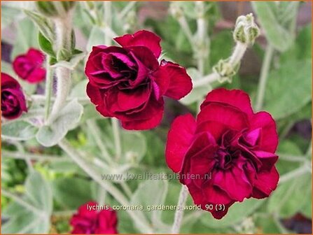 Lychnis coronaria &#039;Gardeners World&#039; | Prikneus