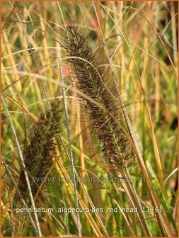 Pennisetum alopecuroides &#039;Red Head&#039; | Lampenpoetsersgras