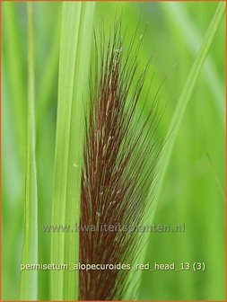 Pennisetum alopecuroides &#039;Red Head&#039; | Lampenpoetsersgras