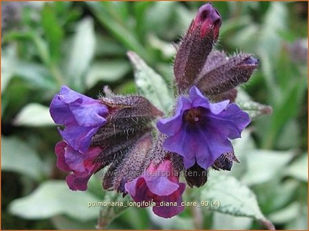 Pulmonaria longifolia &#039;Diana Clare&#039; | Longkruid