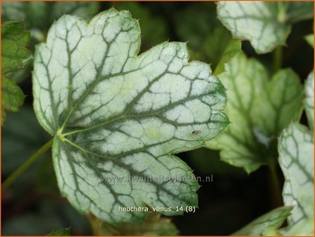 Heuchera &#039;Venus&#039; | Purperklokje