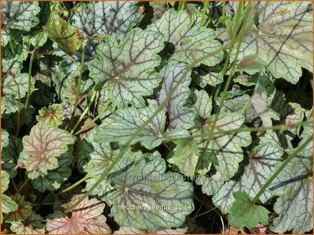 Heuchera &#039;Venus&#039; | Purperklokje