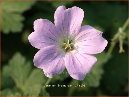 Geranium &#039;Bremdream&#039; | Ooievaarsbek, Tuingeranium | Storchschnabel