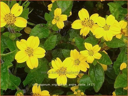 Chrysogonum virginianum &#039;Andre Viette&#039; | Goudkorfje