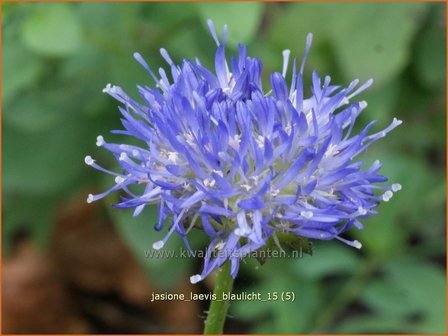 Jasione laevis &#039;Blaulicht&#039; | Zandblauwtje