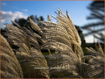 Miscanthus sinensis | Chinees prachtriet, Chinees riet, Japans sierriet, Sierriet | Chinaschilf | Eulalia grass