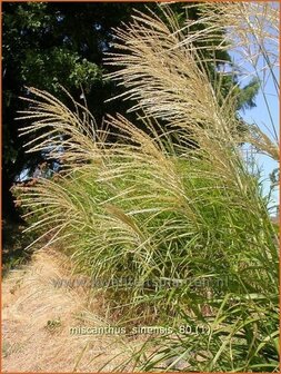 Miscanthus sinensis | Prachtriet, Japans sierriet, Chinees riet