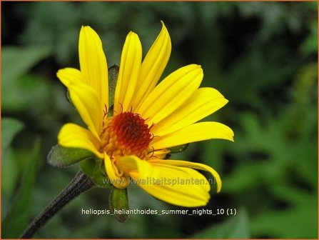 Heliopsis helianthoides &#039;Summer Nights&#039; | Zonneoog