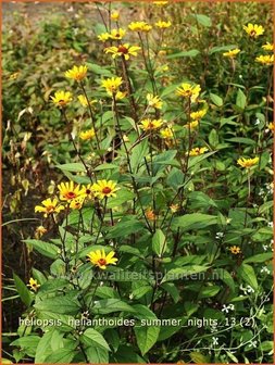 Heliopsis helianthoides &#039;Summer Nights&#039; | Zonneoog