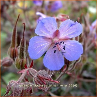 Geranium pratense &#039;Midnight Reiter&#039; | Ooievaarsbek