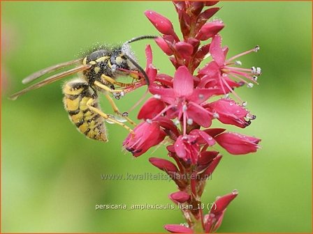 Persicaria amplexicaulis &#039;Lisan&#039; | Duizendknoop, Adderwortel