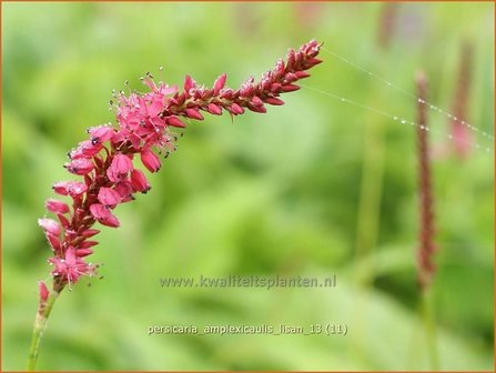 Persicaria amplexicaulis &#039;Lisan&#039; | Duizendknoop, Adderwortel