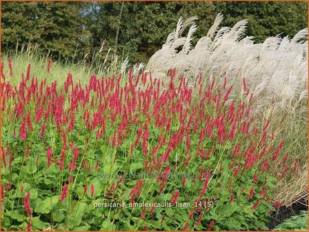 Persicaria amplexicaulis &#039;Lisan&#039; | Duizendknoop, Adderwortel