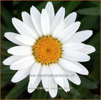 Leucanthemum &amp;#39;Snowcap&amp;#39;