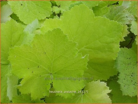 Heuchera &#039;Pistache&#039; | Purperklokje