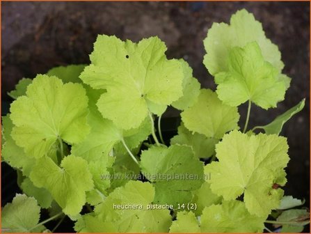 Heuchera &#039;Pistache&#039; | Purperklokje