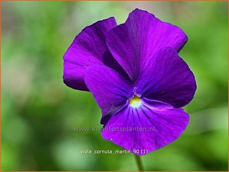 Viola cornuta &amp;#39;Martin&amp;#39; | Hoornviooltje, Viooltje | Hornveilchen