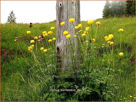 Trollius europaeus | Kogelbloem, Globebloem