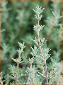 Thymus vulgaris &#039;Fleur Provencale&#039; | Kruiptijm, Tijm