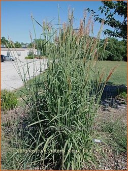 Sorghastrum nutans &#039;Sioux Blue&#039; | Goudbaardgras