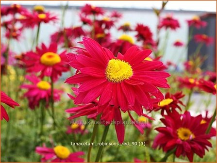 Tanacetum &#039;Robinson&#039;s Red&#039; | Perzische margriet