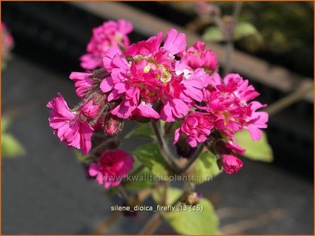 Silene dioica &#039;Firefly&#039; | Dagkoekoeksbloem, Hemelroosje