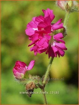 Silene dioica &#039;Firefly&#039; | Dagkoekoeksbloem, Hemelroosje