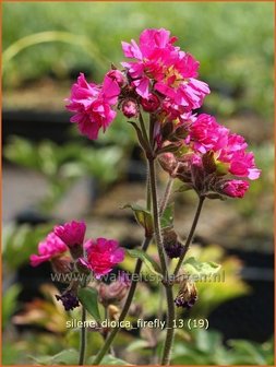 Silene dioica &#039;Firefly&#039; | Dagkoekoeksbloem, Hemelroosje